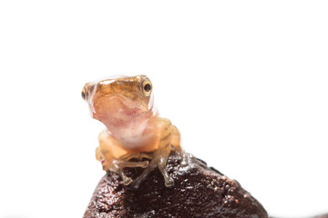 Tadpole in white background.