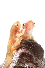 Obraz premium Tadpole in white background.