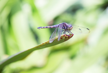dragonfly with blur background