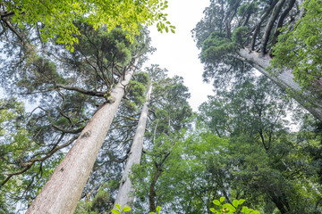 市房山の森の中の市房杉