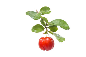 acerola fruit