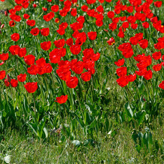 Field of red tulips