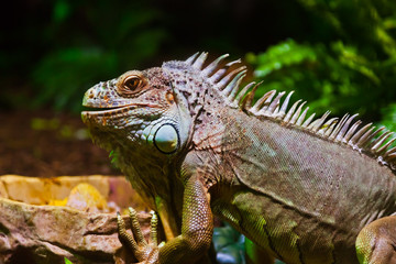 Big iguana lizard in terrarium