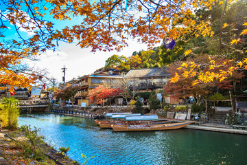 red japanese maple autumn fall , momiji tree in kyoto japan