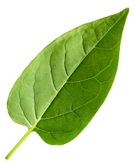 Obraz premium leaf