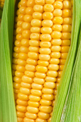 corn