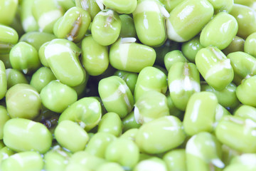 Closes – up green bean.