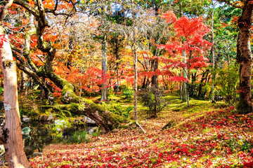 red japanese maple autumn fall , momiji tree in kyoto japan
