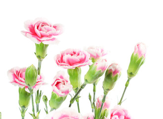 Obraz premium Carnations on white background