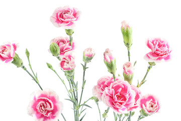 Carnations on white background