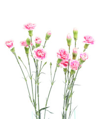 Fototapeta na wymiar Carnations on white background