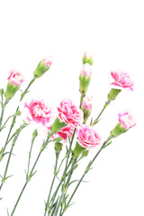 Obraz na płótnie Canvas Carnations on white background