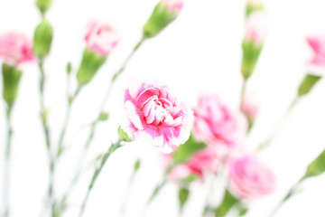 Carnations on white background