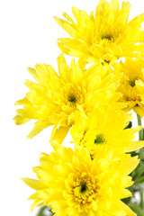 Chrysanthemum Flower