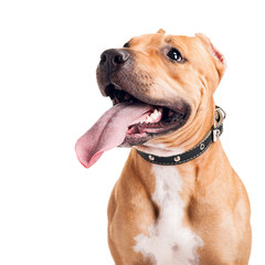 Staffordshire Terrier isolated on white background