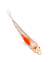 Koi Isolation on the white background