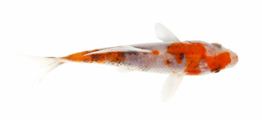 Koi Isolation on the white background
