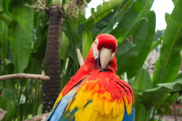 The colourful macaw in tropics close up