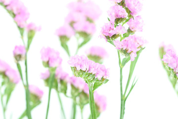 Naklejka premium purple statice flowers isolated on white background.