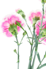 carnation flower isolated on white background