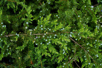 Fototapeta na wymiar Juniperus conferta