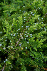 Juniperus conferta © 7monarda