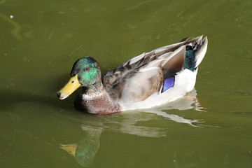 Canard