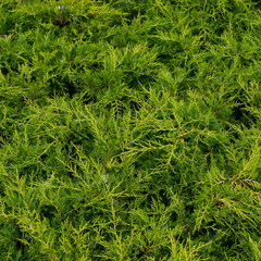 Juniperus pfitzeriana Old Gold - obrazy, fototapety, plakaty