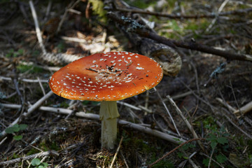 Amanita Muscaria