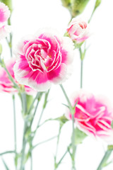 carnation flower isolated on white background