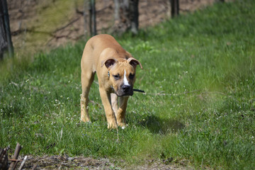 American Staffordshire Terrier puppy over