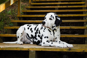 Dalmatian