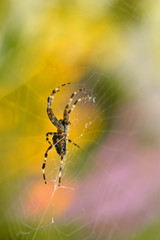 Cross spider on its cobweb