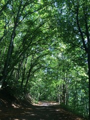 Idyllischer Weg im Wald