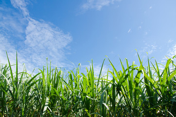 sugarcane plants grow in field. - obrazy, fototapety, plakaty