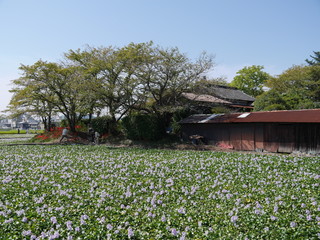 ホテイアオイの田んぼ