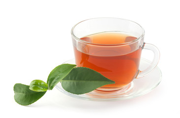 Tea cup with fresh green branch