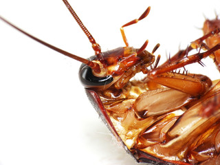 Macro of a Big Brown Cockroach Death