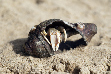 Einsiedlerkrebs, Pagurus, bernhardus,