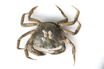 Krabbe, Brachyura, Kurzschwanzkrebs