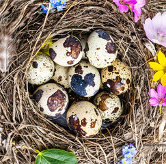 Obraz premium a nest with quail eggs - easter still life