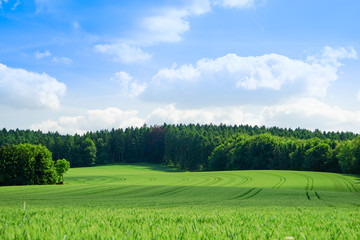 Kulturlandschaft -  junger, grüner Getreidebestand mit Wald