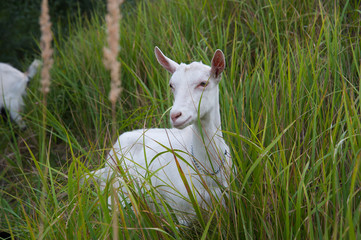 symbol of the year-goat