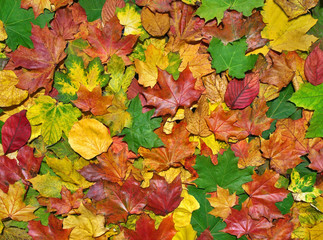 Bunte Herbstblätter
