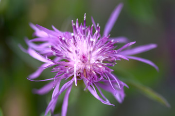 Close up of blue flower on flower field