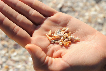 Handful of shells