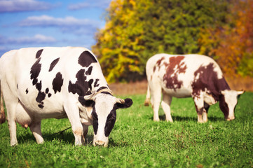 Two spotted cows on a green meadow in the autumn