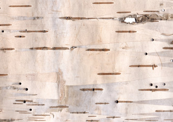 Birch bark texture