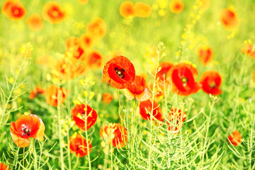 Meadow with beautiful bright red poppy flowers in spring