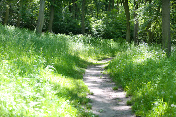 Fototapeta premium Footpath in forest